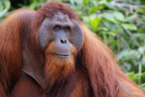 orangutan-bornejsky.jpg