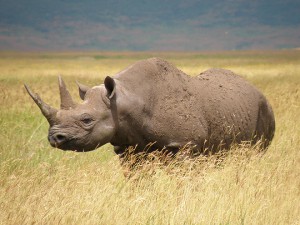 nosorozec-dvourohy.jpg
